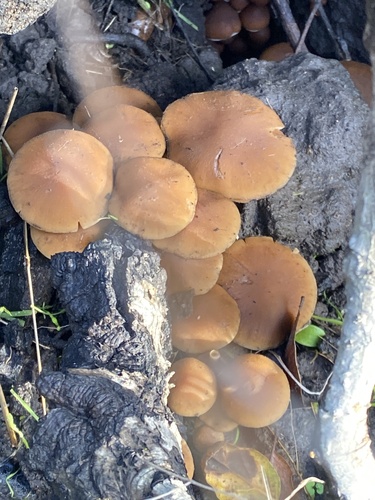 Psathyrella piluliformis — (c) Michael Warner, some rights reserved (CC BY)