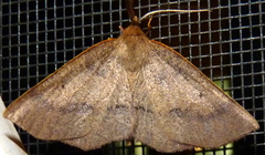 Metarranthis duaria