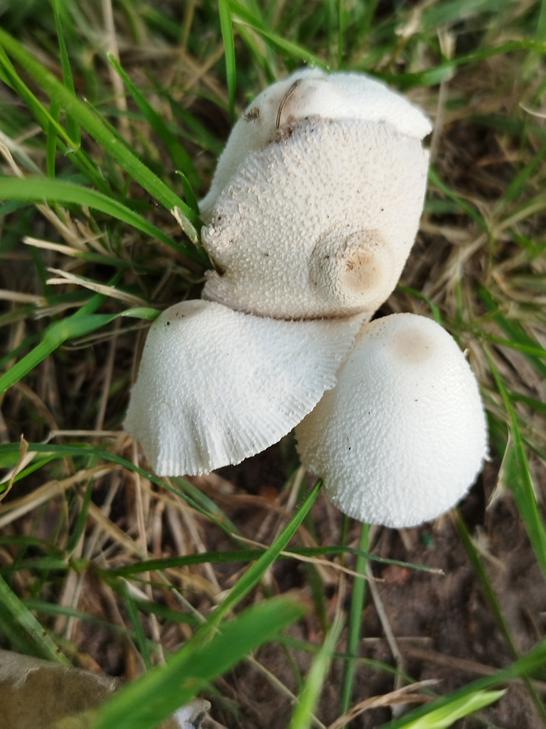 Leucocoprinus cepistipes · December 2023 · photo: © seba_fornes (iNaturalist, cc-by)