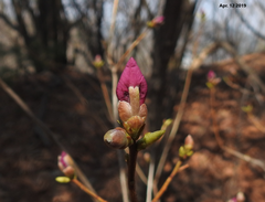 Rhododendron mucronulatum
