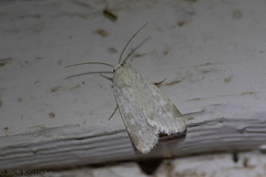 Leucocnemis perfundis