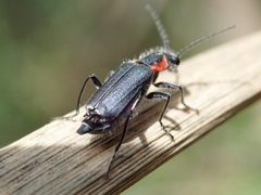 Malachius auritus