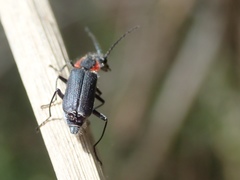 Malachius auritus