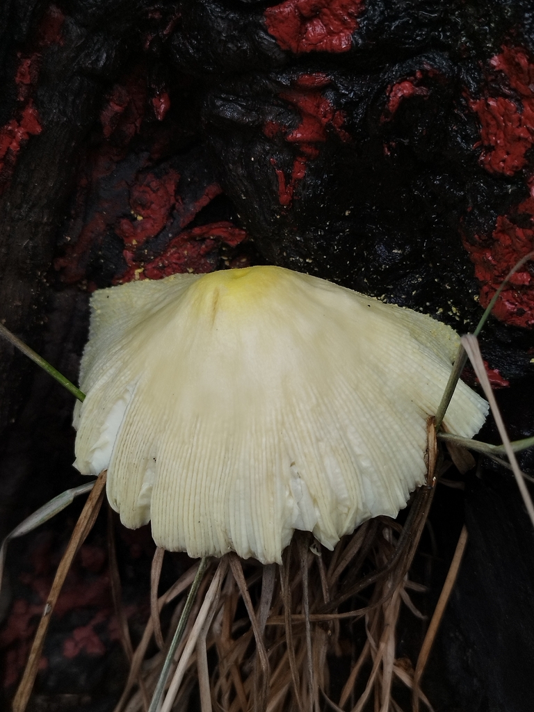 Leucocoprinus birnbaumii · December 2023 · photo: © seba_fornes (iNaturalist, cc-by)