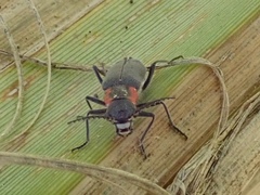 Malachius auritus