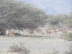 Gazella arabica