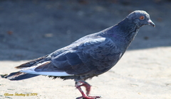 Columba livia