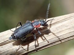 Malachius auritus