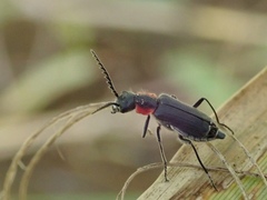 Malachius auritus