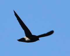 Apus affinis theresae