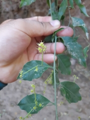 Agonandra racemosa