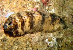 Cryptoplax iredalei