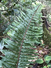 Asplenium horridum