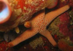 Nectria macrobrachia