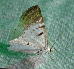 Lomographa semiclarata