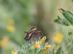 Plagiognathus moerens