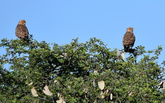 Falco rupicoloides