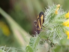 Plagiognathus moerens