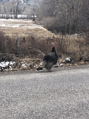 Meleagris gallopavo merriami