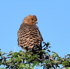 Falco rupicoloides