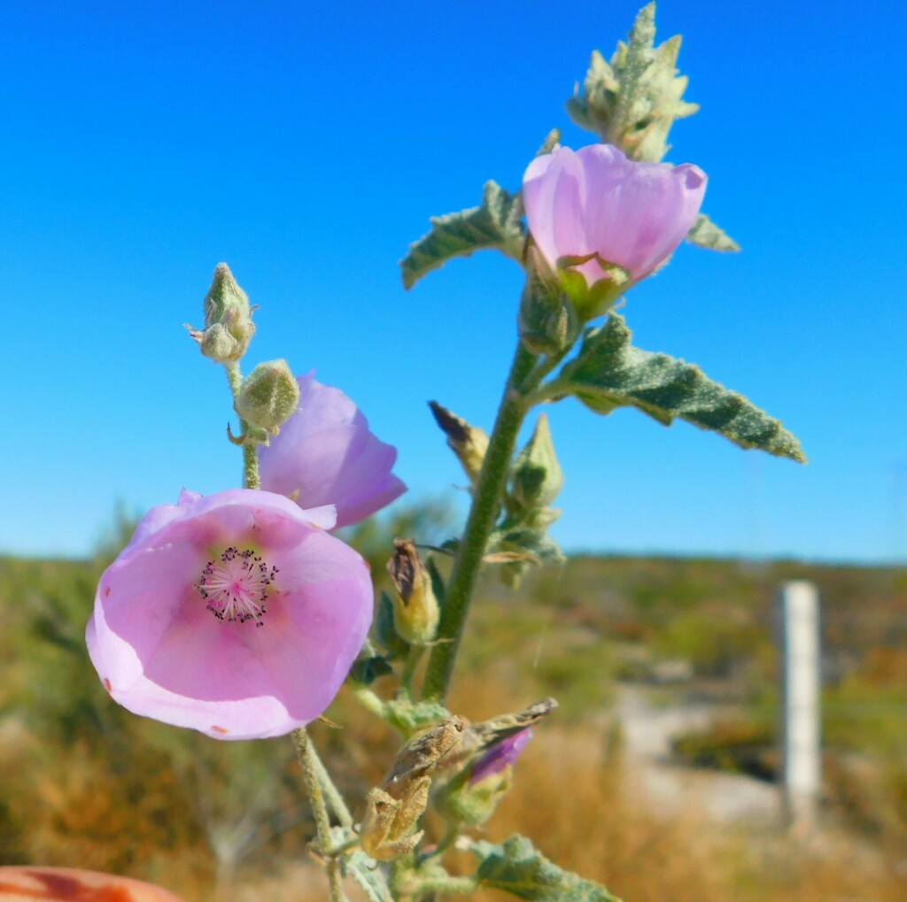 Sphaeralcea axillaris