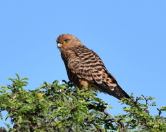 Falco rupicoloides