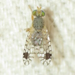 Euarestoides acutangulus