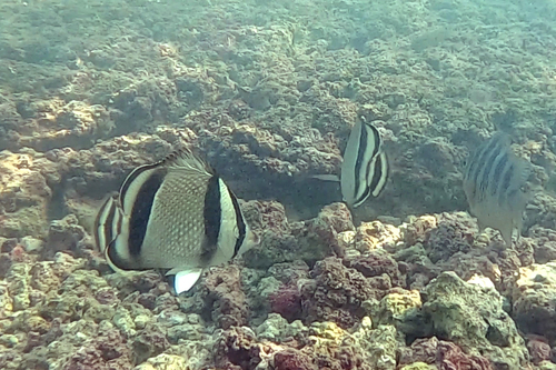 Three-banded Butterflyfish (Chaetodon humeralis)