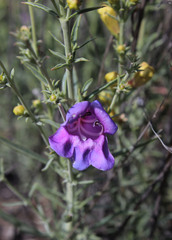 Penstemon heterophyllus australis