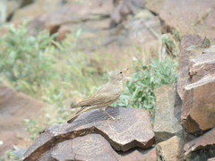 Ammomanes deserti
