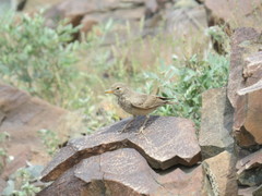Ammomanes deserti