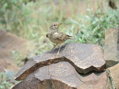Ammomanes deserti