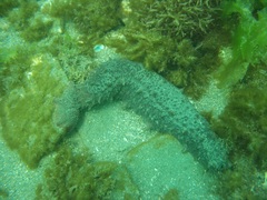 Australostichopus mollis