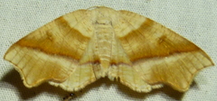 Plagodis alcoolaria