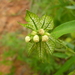 Dalechampia clausseniana - Photo (c) Douglas Meyer, some rights reserved (CC BY-NC), uploaded by Douglas Meyer