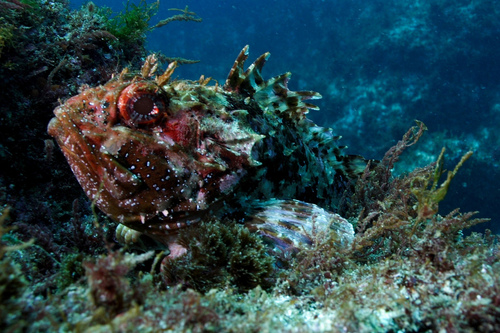 Black Scorpionfish