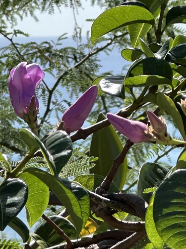 Cryptostegia grandiflora observed 2024-01-14