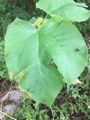 Broussonetia papyrifera