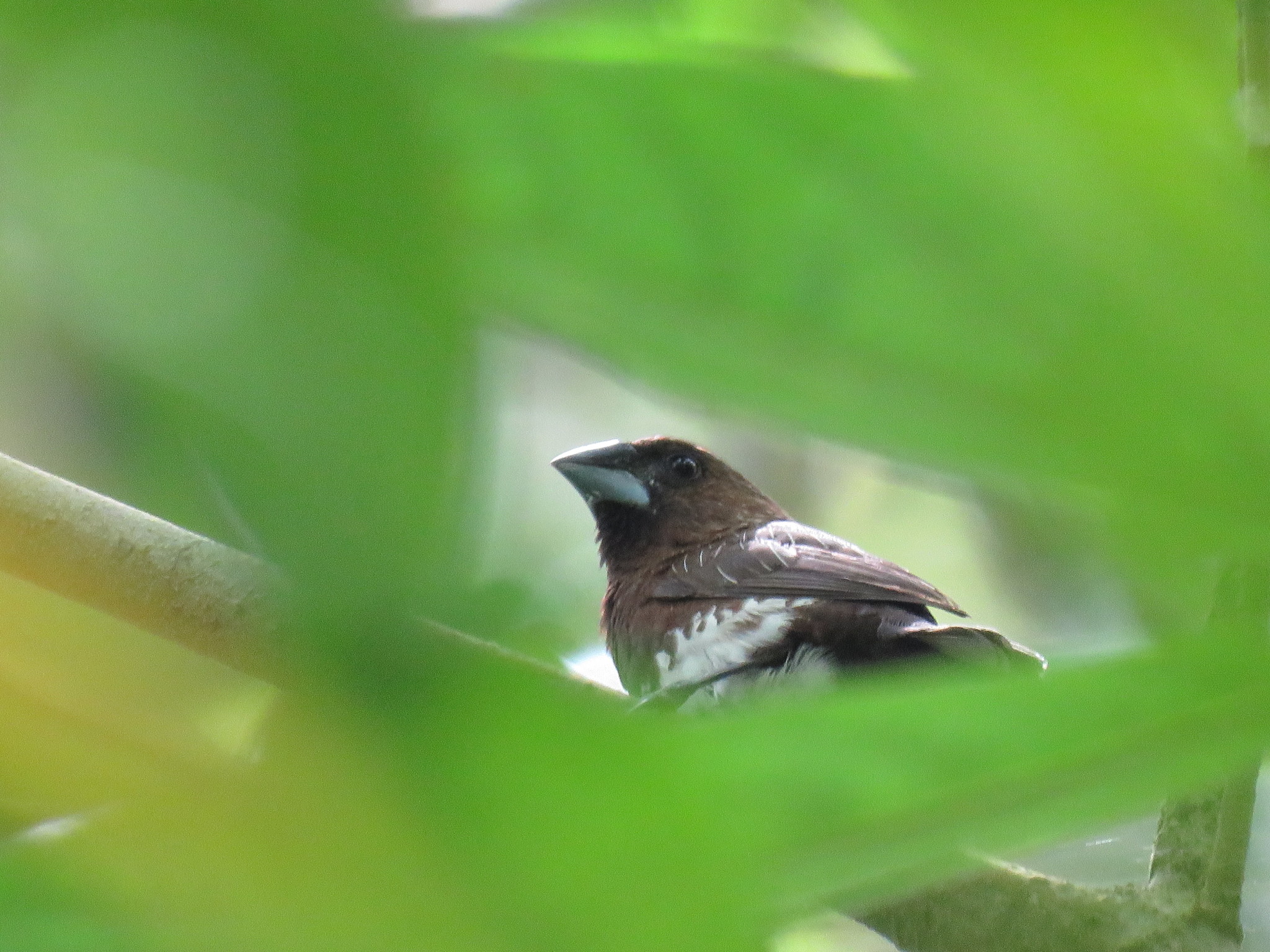 White-bellied Munia
