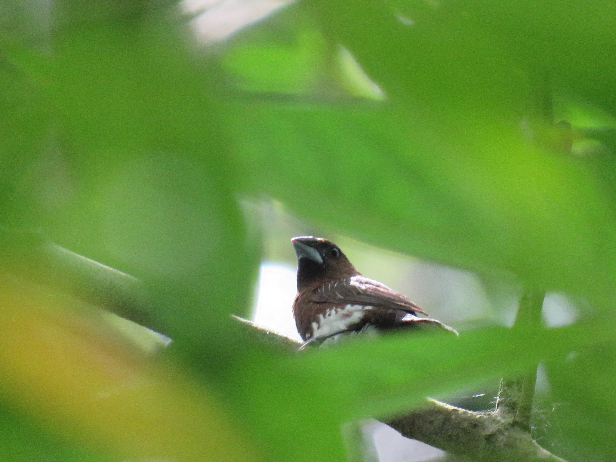 White-bellied Munia