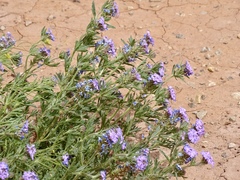 Glandularia wrightii