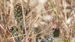 Opuntia basilaris treleasei