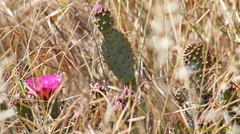 Opuntia basilaris treleasei