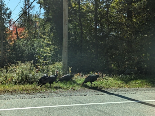 Wild Turkey photographed in New Hampshire