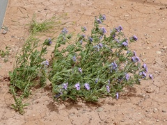 Glandularia wrightii