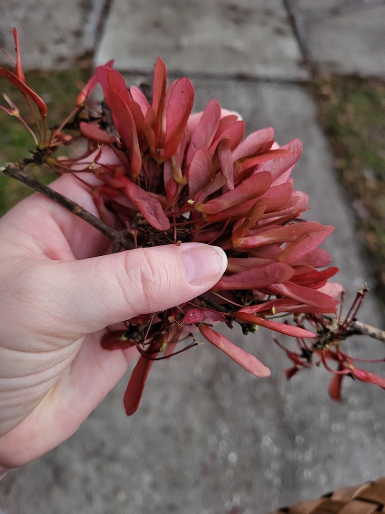 Red Maple In January 2024 By Melissa INaturalist   Large 