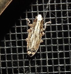 Falsapolia apicalis