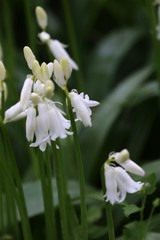 Hyacinthoides