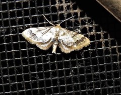 Idaea trypheropa