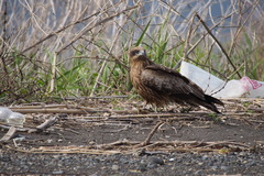 Milvus migrans lineatus